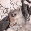 萌宠 喵星人 说完了吗 我要睡觉了 憨憨 呆萌