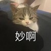 萌宠 猫星人 秒啊 开心 呆萌 可爱