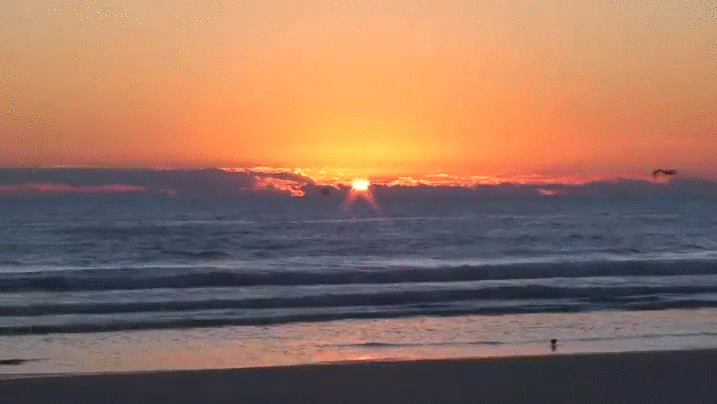 日出 sunrise 海平面 清晨 海鸟 美景 弗罗里达