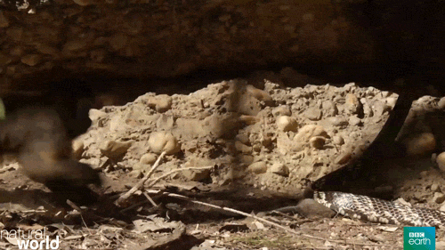 蛇  卷尾猴