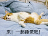 萌宠 喵星人 来一起睡觉 勾引 呆萌 搞怪