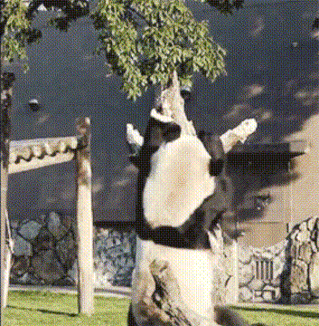 熊猫 爬树 搞笑 萌宠