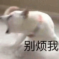 别烦我 狗 生气