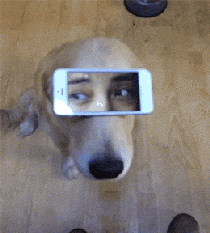 狗狗 手机 恶搞 小眼睛