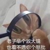 萌宠 猫星人 举个放大镜 看不透你 呆萌 可爱