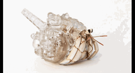 螃蟹 crab 物种 种类