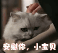 安慰 猫咪 萌宠 摸头