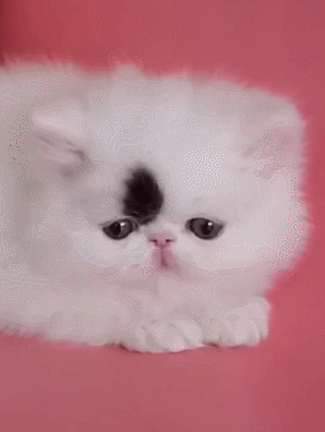小猫咪 喵星人 白皙 可爱 黑痣