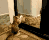 喵星人 猫咪 可爱 萌宠