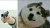 你小子，一枪打屎你,   狗  人手
  手枪   恶搞   P图