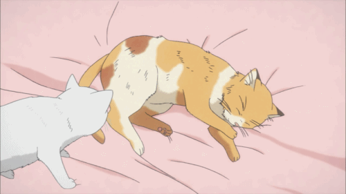 小猫 动漫 可爱 睡觉