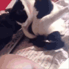 喵星人 囧 蛋疼 萌宠 猫咪 可爱