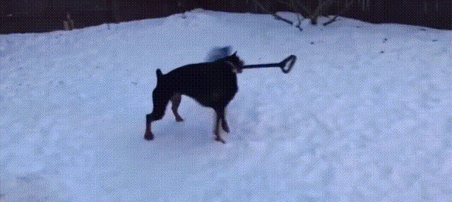 狗狗 雪地 转圈圈 铲雪