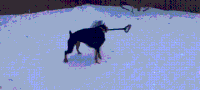 狗狗 雪地 转圈圈 铲雪
