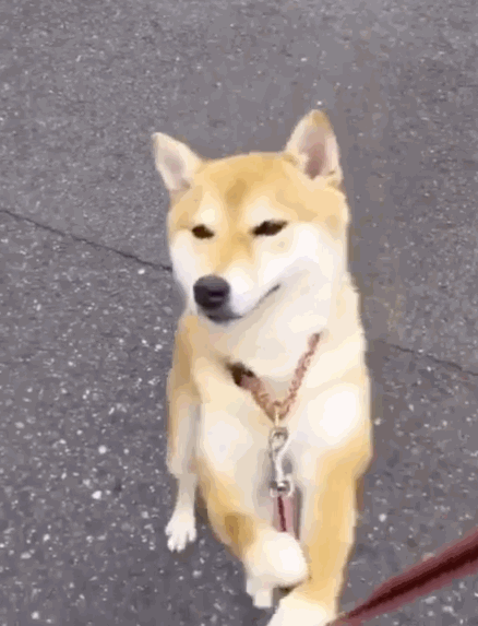 汪星人 萌宠 可爱 狗狗