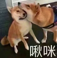 狗狗 搞笑 呆萌 斗图 雷人 啾咪