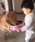 萌宠 萌娃 吃货 金毛