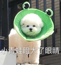 萌宠 汪星人 小青蛙瞪大了眼睛 惊讶 搞怪 呆萌