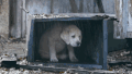 商业的 超级碗 小狗 虽然严重 百威 超级碗2015 sb49广告 sb49 可爱的小狗永远 超级2015 我们不能停止哭泣