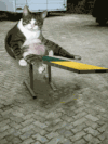 猫