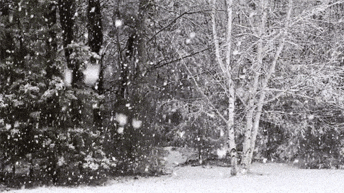树林 雪花 下雪 寒冷