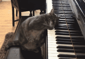 猫咪 钢琴 弹奏 可爱