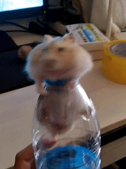 小老鼠 水瓶子 灵活 我只是虚胖而已