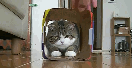 猫咪 盒子 玩耍 可爱