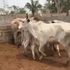 牛 
