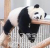萌宠 熊猫 又到了乖宝宝睡觉时间 我困了 呆萌 可爱