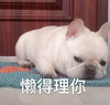 萌宠 汪星人 懒得理你 不想说话 搞怪 逗