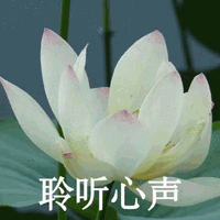 莲花 沙雕莲花 聆听心声