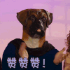 赞赞赞  赞  狗 鼓掌