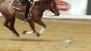 马术 Equestrianism sports皇家丹·坎贝尔 马术骑士
