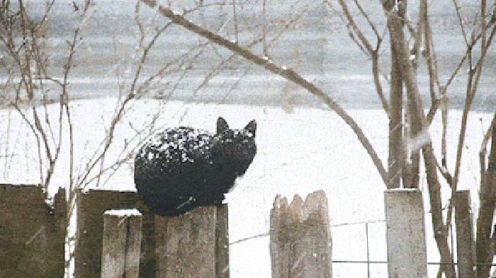 冬雪 风景 猫咪 柳条