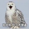猫头鹰  张大嘴 羽毛 哈哈哈你个大傻逼