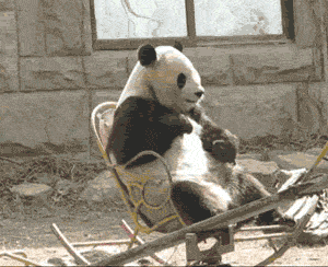 熊猫 摇椅 享受 可爱