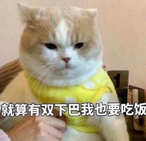 搞笑 可爱 蠢萌 猫星人 逗