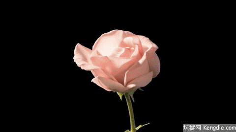开花 粉色 美丽 玫瑰