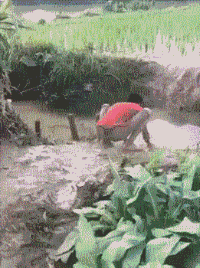 泥坑 滑倒 水稻 太会玩了