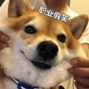 萌宠 汪星人 职业假笑 搞笑 搞怪 逗
