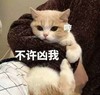萌宠 猫星人 不许凶我 哼 呆萌 可爱