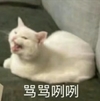 萌宠 喵星人 骂骂咧咧 生气 搞怪 逗