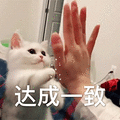 萌宠 猫咪 猫 击掌 达成一致 搞怪