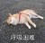 狗狗 躺着 可怜 呼吸困难
