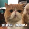 萌宠 喵星人 颤抖的手 OK 呆萌 可爱