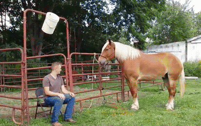 马匹 坐着 草地 浇一身水