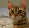 猫咪 大眼睛 鼻涕泡 萌宠