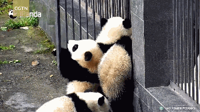 熊猫 可爱 争抢 出门 前仆后继