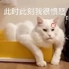 萌宠 猫星人 此时此刻我很愤怒 生气 呆萌 可爱